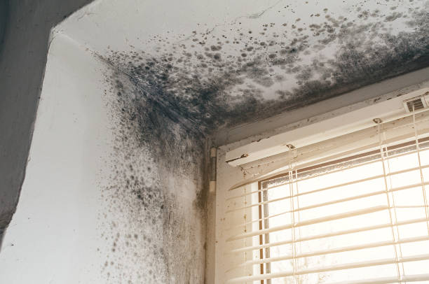 Affordable Attic Mold Remediation solutions in Westmont, IL