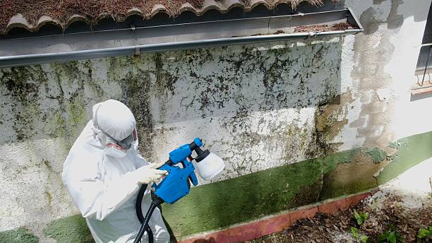 Top rated local Attic Mold Remediation specialists in Westmont, IL